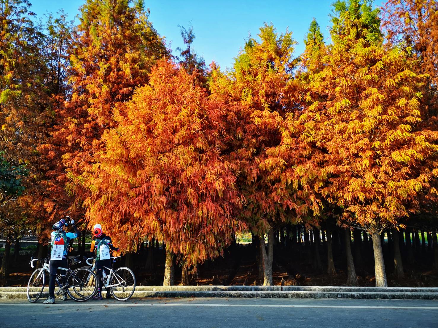 台南景點 • 六甲📍六甲菁埔埤落羽松 紅的剛剛好 台南人氣超夯打卡點